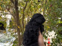 Black küçük boy toy poodle yavrular