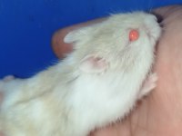 Özel Sarı Beyaz Parçalı Renk Gonzales Hamster