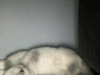 British shorthair blue point dişi