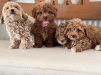 Petmode köpek çiftliğinde ziyarete açık kore maltipoo