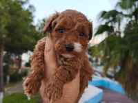 Poodle köpeğimizin tüm aşıları yapıldı