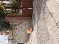 Tosbik köpeğimiz lola