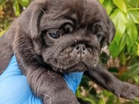 A Kaliteli Irk Ve Sağlık Garantili Pug Mops Bebekler