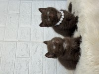 Özel CİNNAMON VE BİCOLOR british shorthair kalite sevenlere
