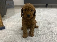 Anne altından, ırk garantili red brown poodle