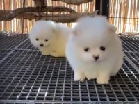 Pomeranian boo antaya pamuk şekerleri