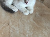 SAFKAN BRİTİSH SHORTHAİR VE LONGHAİR GOLDEN