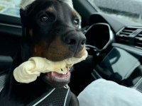 Eğitim Bakım Destetikli Deccal Doberman Yavrular