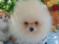 Orijinal pomeranian Boo