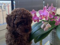 Minik yakışıklı poodle oğlumuz