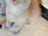DİŞİ LİLAC ŞEKERİLİNKOO KEDİMİZ