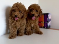 Bir dişi ve bir erkek toy poodle