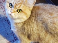 Gözbebeği Kedimiz Biricik MiMi ACİL Sahiplendirilecek