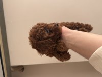 Toy Poodle Ev Ortamından