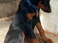 Acil kalitesinin mükemmel doberman yavru
