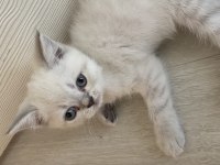 British Blue point