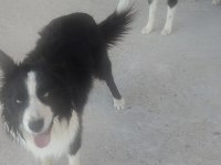 Papi dost köpekler