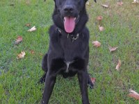 Oyuncu hareketli kalıcı yuvasını arıyoruz labrador