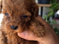 TEACUP POODLE MINIKLERLE TANISTINIZ MI ?