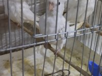 Albino yavru sultan papağanları