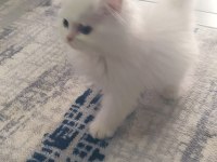 4 aylık yavru british shorthair kedimiz