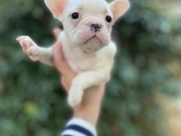 Güzeller Güzeli Çok Sevimli French Bulldog Yavrular
