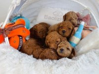 Korekan maltipoo üst seviye