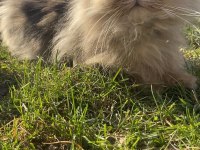 İran chinchilla bolu merkez aciliyeti vardır