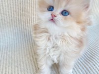 British longhair Cy12 Lesley yeni yuvasını arıyor