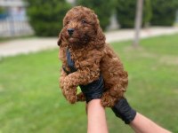 Kıvır Kıvır Orjinal Poodle Minişlerim