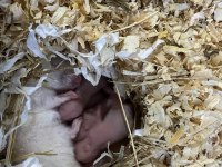SURİYE HAMSTER İÇİN ULAŞINIZ