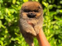 POMERANİAN BEBEK SURATIMIZ YENİ YUVASINI ARIYOR