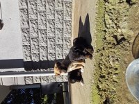 Yavrular kangal ve kurt tarzı köpeğin yavrularıdır