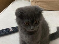 Sevimli kız scottish fold