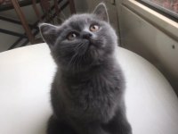British Longhair 2 Aylık Yavru