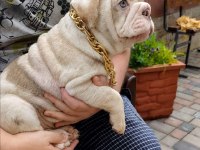 RENKLİ BULLDOG ÇOCUKLAR