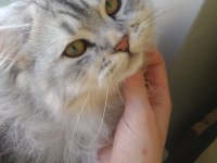 Chinchilla oğlumuza eş arıyoruz