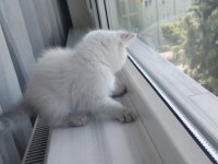British Shorthair Dişi Yavru