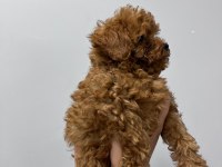 Kore Tea Cup Poodle Yavrular
