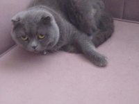 Full uykucu kedi 2 yaşında british