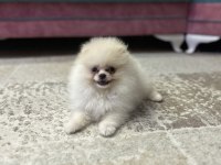 İki aylık yavru pomeranian