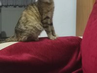 Tontiğe ve yavrularına yuva arıyorum tekir