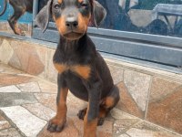 Dobermanlar