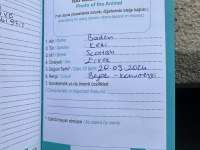 Harika çok güzel bir kedimiz yedi aylık