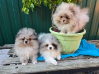 Pomeranian Boo Micro Erkek Full Şecereli