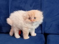 Scottish fold longhair kedimiz