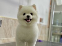 2 Yaşında Erkek Pomeranian Boo