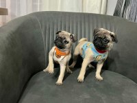 Sıfır burun A kalite pug bebekler
