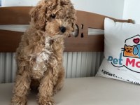 En Güzel Maltipoo Yavrularımız Aşılı Karneli