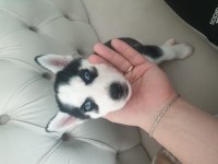 A Kalite Husky Yavrumuza yeni yuva arıyoruz